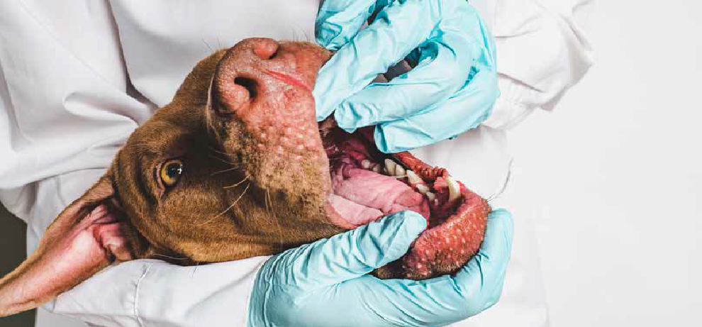 dog teeth